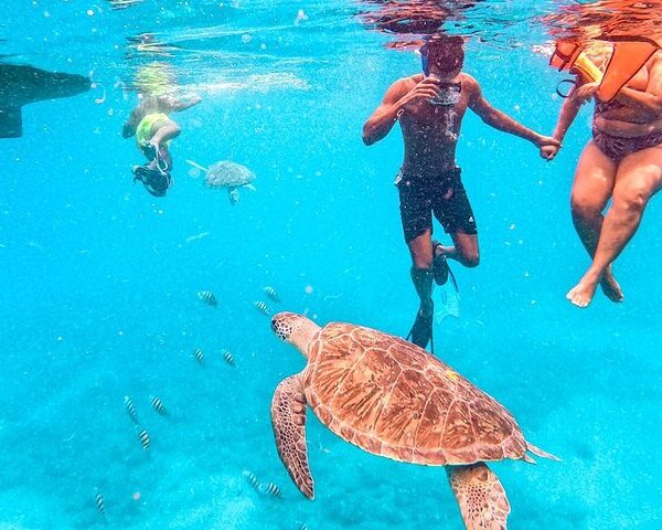 swiming with sea turtles