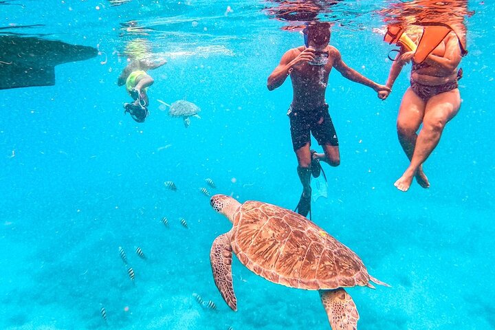 swiming with sea turtles